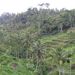 2005_indonesiatrip_323_2